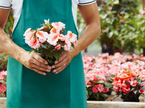 growing-flowers